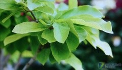 直面外资挑战!康佳新款等离子TV首测 直面外资挑战!康佳新款等离子TV首测